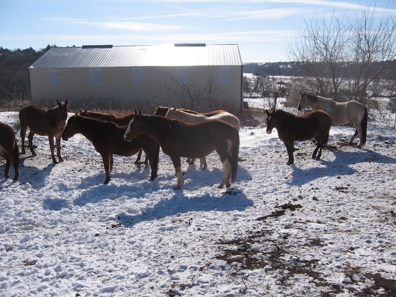 winter horse pasture